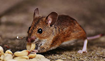 24 Hour & Emergency Exterminators in Fork, SC